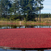 Cranberries schwimmen im Wasser, Person harkt sie zusammen, umgeben von Bäumen.
