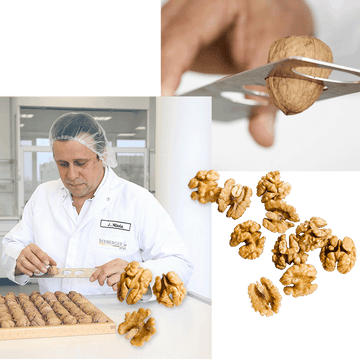 Bildcollage von zwei Bildern: Rechts oben eine Hand, die ein Messgerät für die Größe von Walnüssen hält mit einer Walnuss drin. Links unten ein Mann mit Laborkleidung vor einem Kasten voller Walnüsse, der jenes Messgerät an einer Walnuss verwendet. Rechts neben dem Bild sind ein paar Walnusskerne verstreut.
