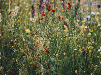 Bild von #Environment