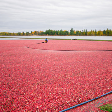 Ein Mann geht durch ein mit Cranberries gefülltes Wasserfeld.