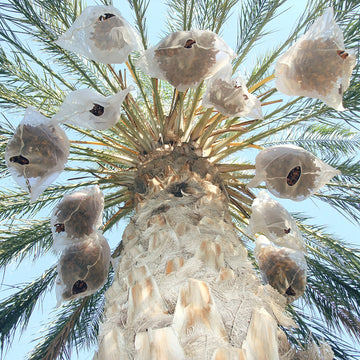 Bild einer erntereifen Dattelpalme von unten.