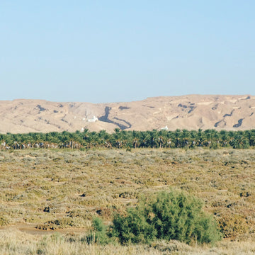 Aufnahme einer Savannen-ähnlichen Landschaft.